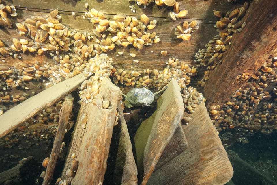En lake sitter delvis skjult mellom planker og skjell i et vrak på sjøbunnen, sett ovenfra.
