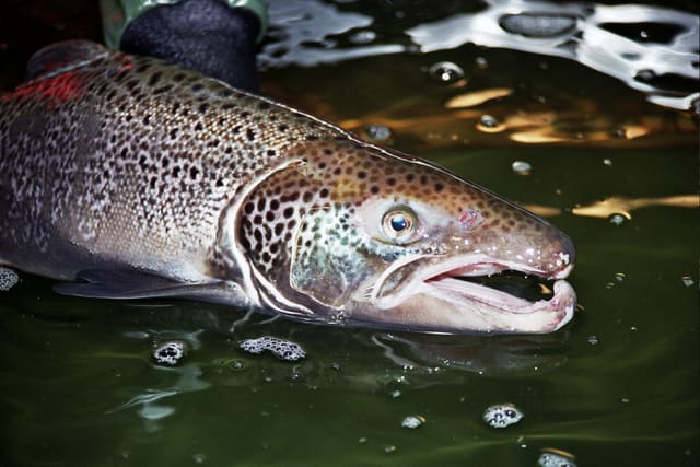 Nærbilde av hodet til en laks i gytetid; underkjeven har en krok, og huden er brunlig med mørke flekker.
