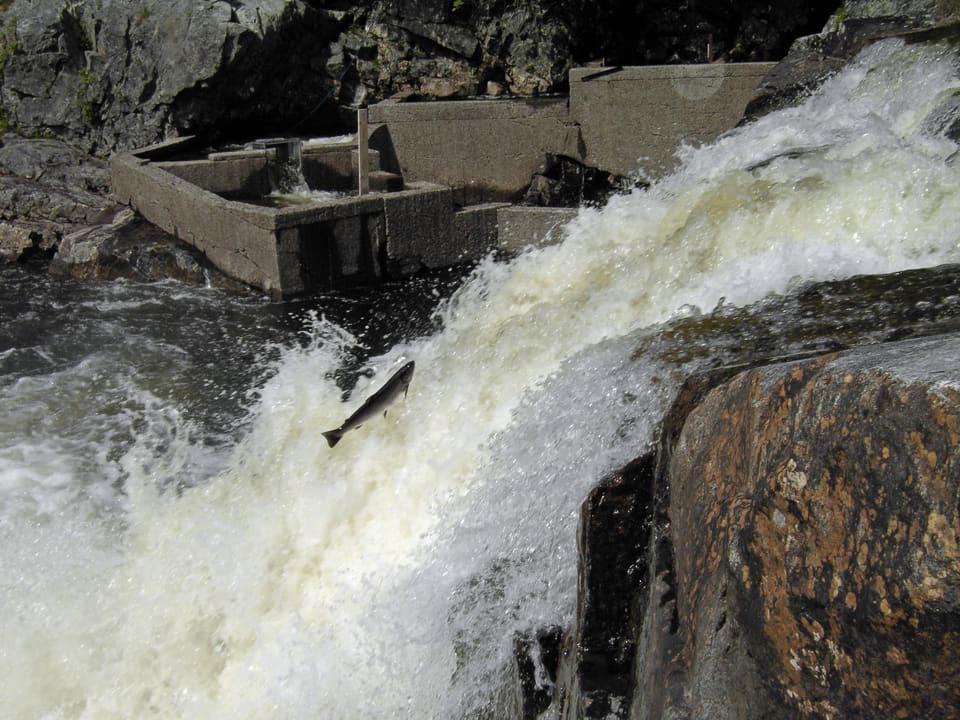 En laks hopper opp den skummende fossen Støvelfossen, med laksetrappa av betong bak seg.