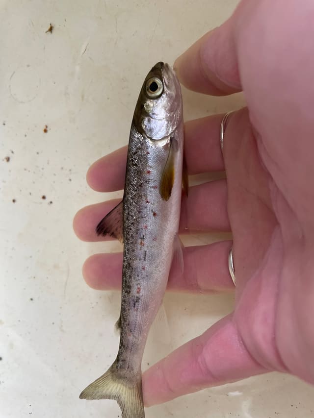 En sølvfarget smolt holdes i en hånd; ryggen er mørk, sidene blanke med bare svake tverrbånd, og ryggfinnen har svart tupp.