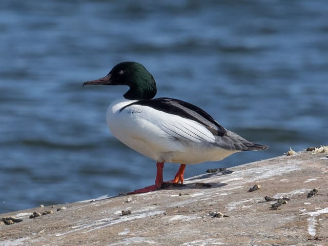 Laksandhann står på en bergknaus i profil, med mørkegrønt hode, mørkt rødt nebb med krok, hvit kropp, svart rygg og oransjerøde bein.