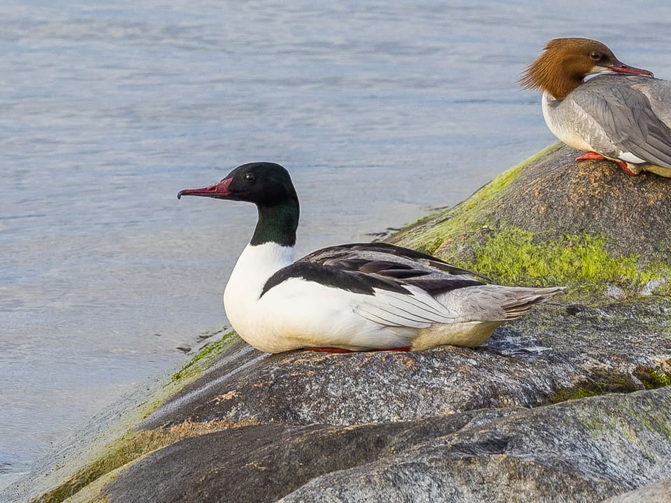 Laksandhann hviler på en tangdekt strandstein med mørkegrønt hode, rødt nebb med krok, hvite bryst og sider og svart rygg. Bak sitter en hunn med rødbrunt hode og grå kropp.