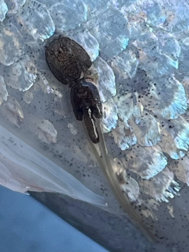 En mørk lakselus med lang eggstreng på en laks med sølvskjell.