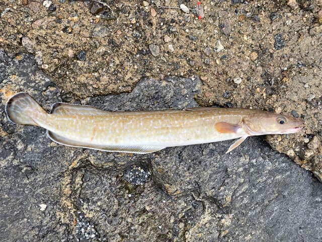 En ung lange ligger på grå stein. Kroppen er lang og rødbrun med lyse flekker, og en skjeggtråd henger fra haken.