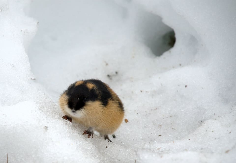 Lemen går over snø ved et hull i snøen. Hodet og skuldrene er svarte og buken er lys gul.