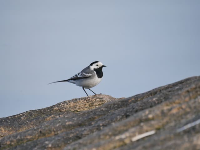 Linerle står på en bergknaus mot blå himmel, med hvitt ansikt, svart isse og bryst, grå rygg og lang hale.