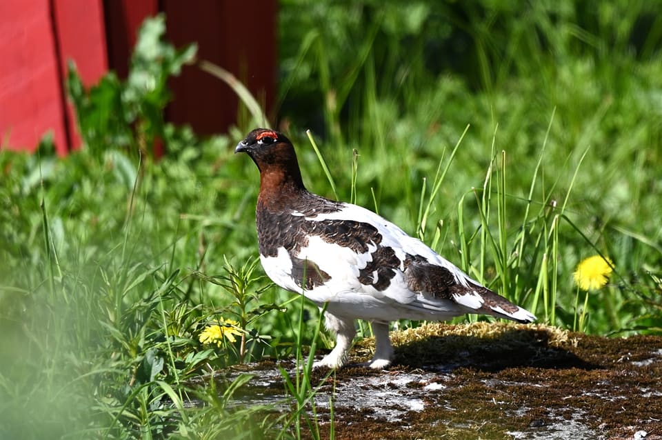 Lirypestegg med mørk rødbrun hals og hvite vinger går på mose og gress, med rød kam og hvite bein.
