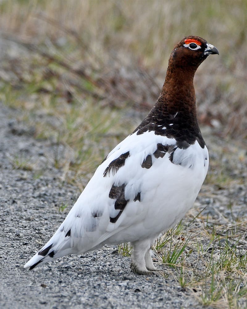 Lirypestegg står på grus og ser mot høyre, med rødbrun hals og hode, rød kam over øyet, hvit buk og vinger og mørke flekker på ryggen.