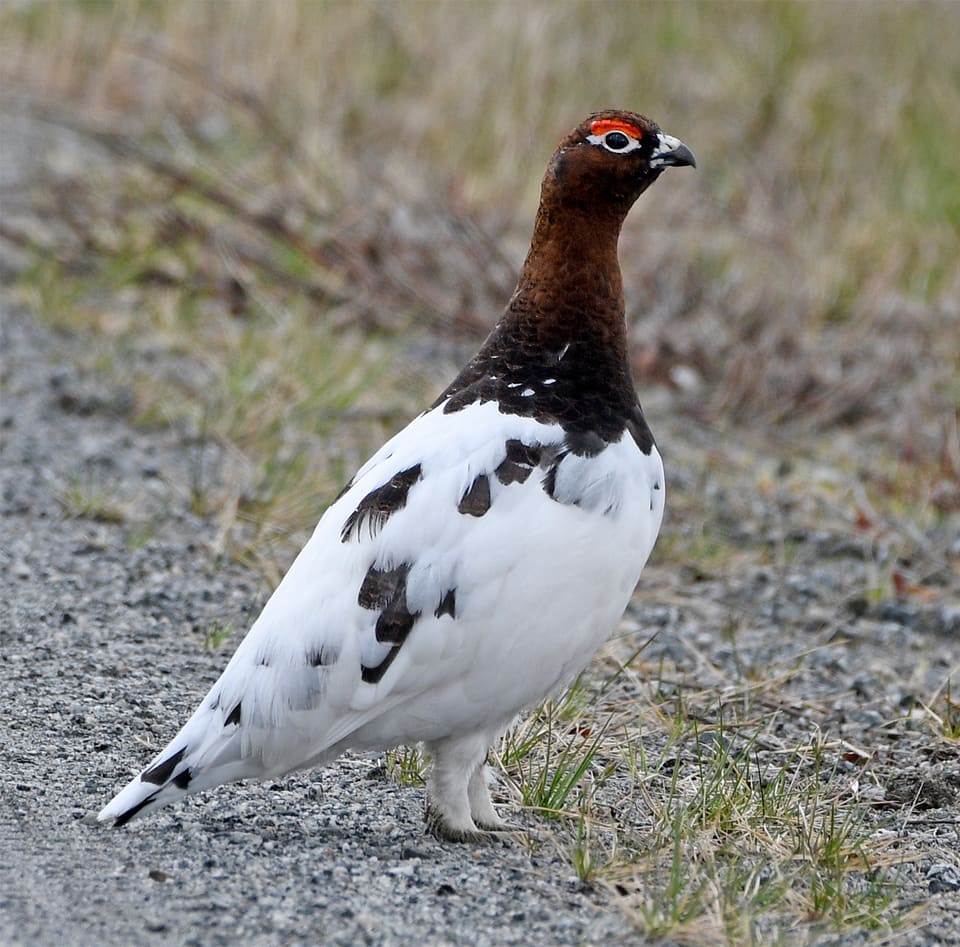 Lirypestegg står på grus og ser mot høyre, med rødbrun hals og hode, rød kam over øyet, hvit buk og vinger og mørke flekker på ryggen.