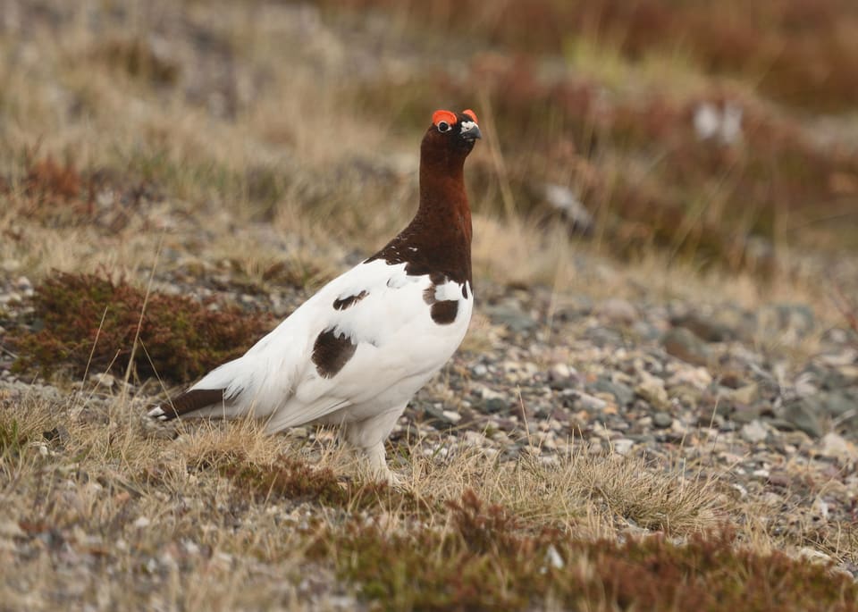 Lirypestegg med hvit kropp, rødbrun hals og hode og to mørke flekker på siden står på grus og ser mot høyre.