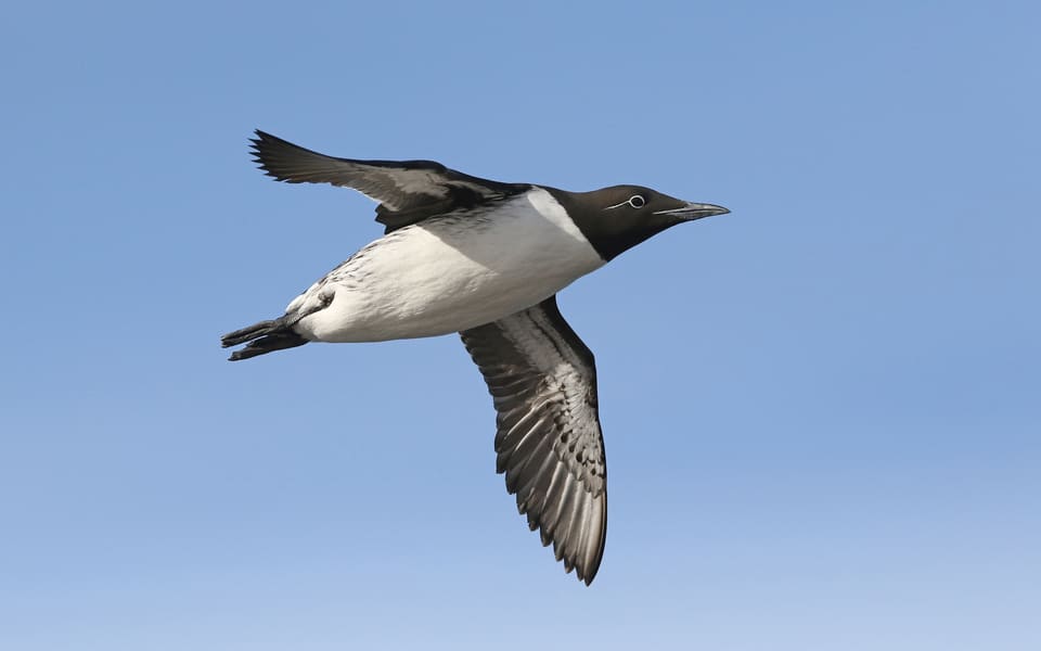 Lomvi i flukt mot blå himmel sett fra siden, med brunsvart hode og overside, hvit underside og et langt, tynt og spisst nebb.