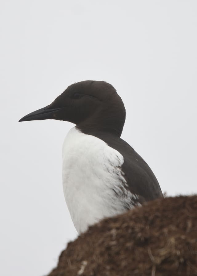 Lomvi i profil på en tuft i grå dis, med brunsvart hode, langt tynt og spisst nebb og hvit underside.