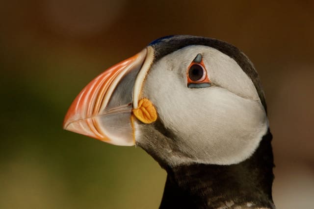 Nærbilde av hodet til en lundefugl sett skrått forfra, med stort, stripet nebb i oransje og blågrått, gul nebbvinkel og lysegrått ansikt.