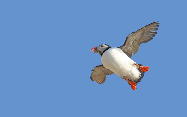 Lundefugl i flukt mot blå himmel sett nedenfra, med hvit underside, mørke vinger og oransje bein som peker bakover.