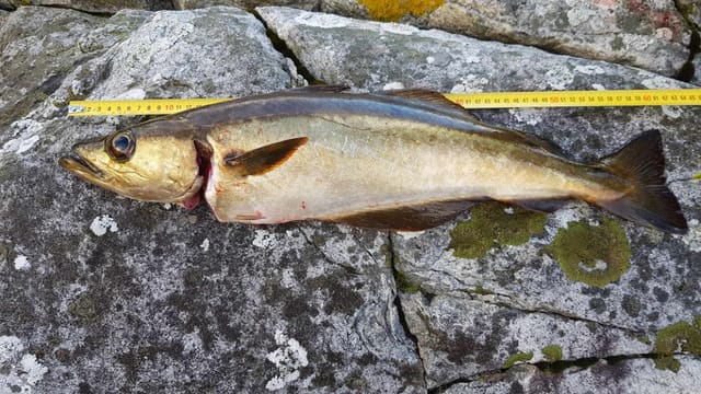 Lyr ligger på en svaberg med målebånd over ryggen, bronsefarget med mørk, buet sidelinje og lys buk.