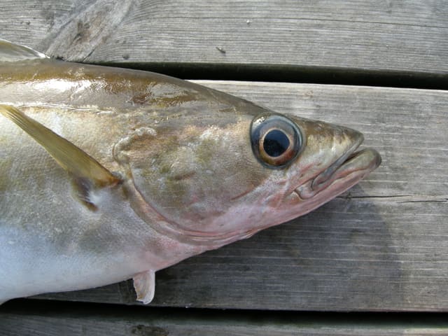Nærbilde av hodet på en lyr på en brygge, med stort øye, lang, framstikkende underkjeve og rosa gjeller.