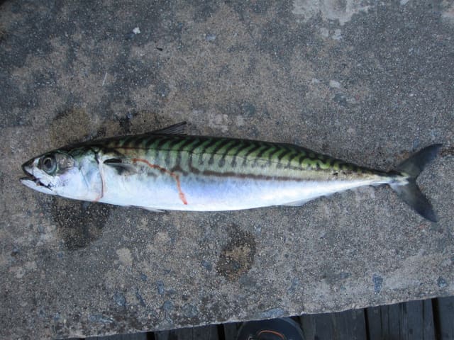 Makrell sett fra siden. Grønnlig rygg med mørke, bølgete striper og sølvfarget buk. Sidelinjen er glatt, uten skjold.