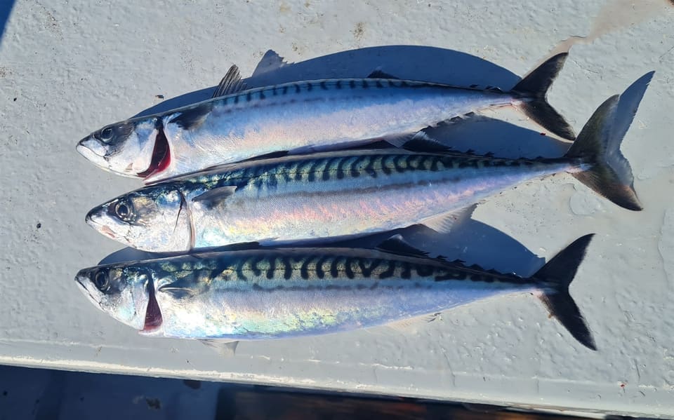 Tre makrell ligger på et lyst dekk i sol. Sidene skimrer i blått, rødt og grønt og ryggen har mørke tverrstriper.