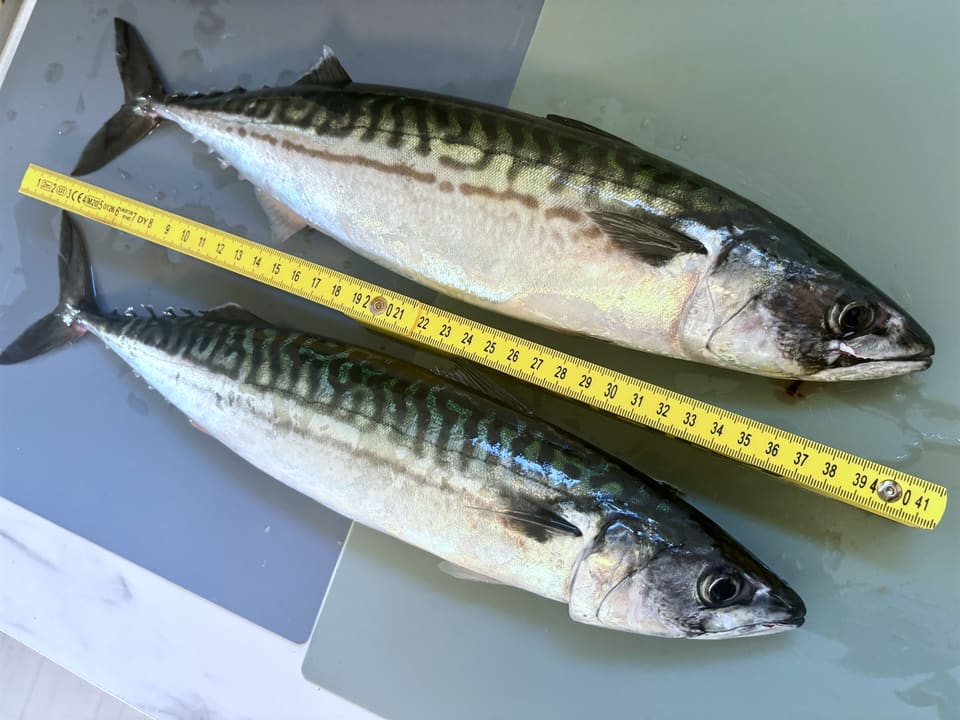 To store makrell ligger på et grått bord med en gul tommestokk over. Ryggen har tette, mørke bølgestriper.