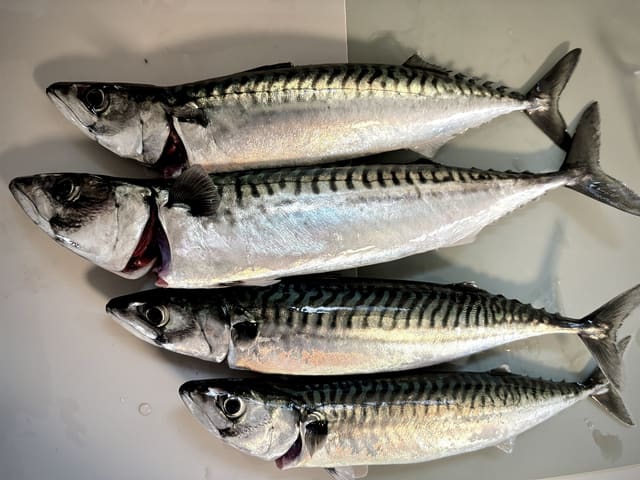 Fire makrell ligger ved siden av hverandre på et hvitt brett. De har to atskilte ryggfinner, småfinner bak ryggfinne og analfinne og bølgete striper på ryggen.