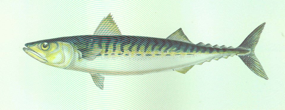 Fargelagt tegning av en makrell sett fra siden, med bølgete tverrstriper på ryggen, to ryggfinner og småfinner foran den kløftede halen.
