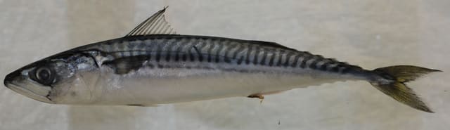 Makrell fotografert mot lys bakgrunn. Ryggfinnene er atskilt, ryggen har mørke bølgete striper og halefinnen er dypt kløftet.