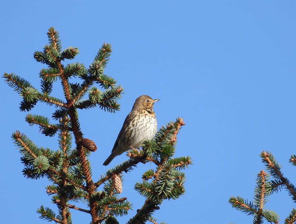 Måltrost sitter øverst i en gran mot blå himmel og ser mot høyre, med lys bryst fullt av dråpeflekker.