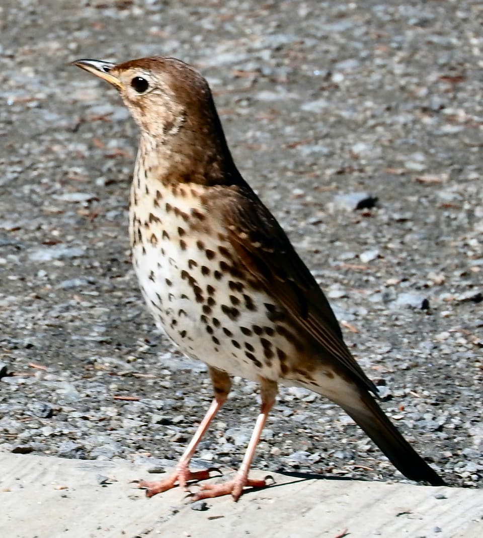 Måltrost står rett opp på grus og ser mot venstre, med varmbrun rygg, hvit buk med mange svarte pilspissformede flekker, lys øyering og lyserosa bein.