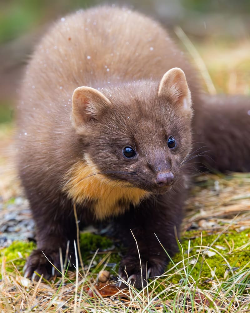 Mår står i mose og tørt gress og ser mot kameraet, med mørkebrun pels, avrundede ører med lys kant og en oransjegul flekk på strupen.