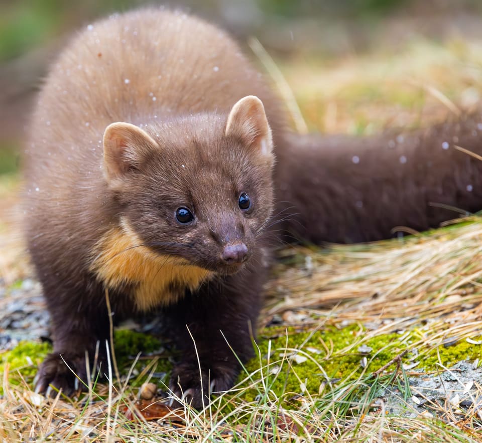 Mår står i mose og tørt gress og ser mot kameraet, med mørkebrun pels, avrundede ører med lys kant og en oransjegul flekk på strupen.