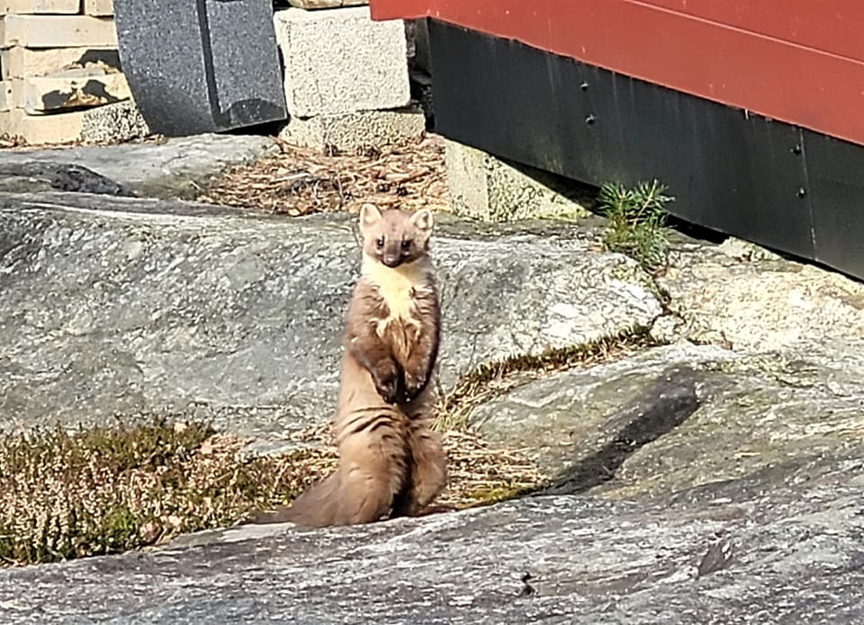 Mår står oppreist på bakbeina på en grå berghammer foran en rød vegg og ser mot kameraet, med lys strupeflekk.