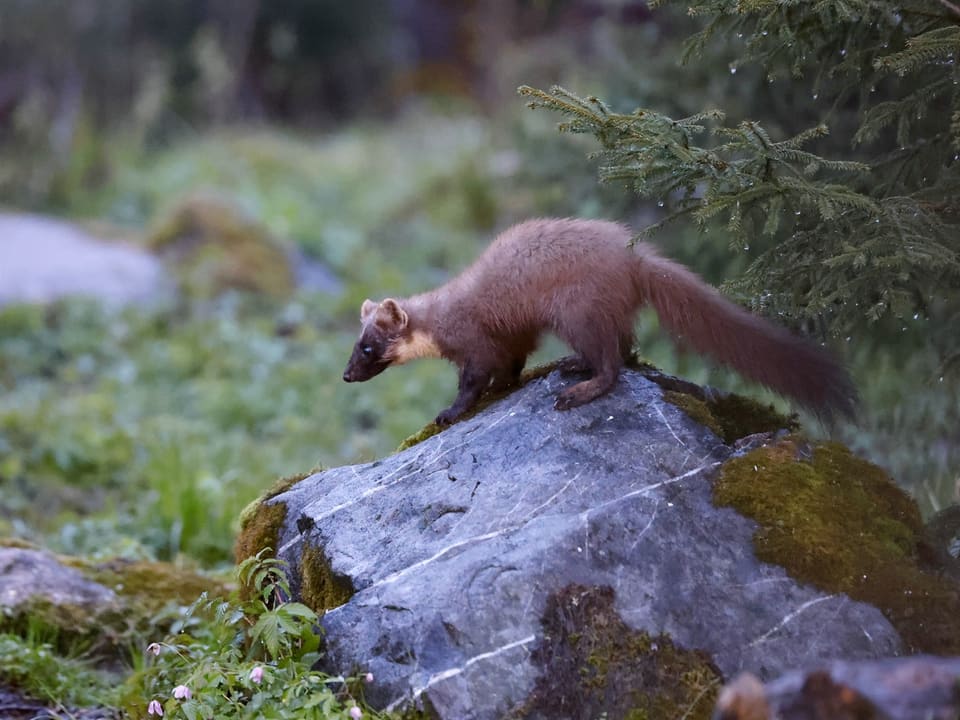Mår står på en mosekledd stein i en lysegrønn skogkant, med langstrakt kropp og buskete hale.