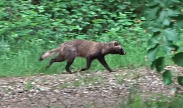 En mårhund går over et gressareal, sett fra siden. Pelsen er mørk og grov, og snuten er spiss.