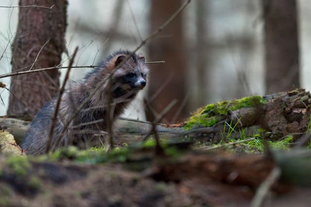 En mårhund står i et skogbunnslandskap med mose og kvister og ser til siden. Ansiktet har en mørk maske, ørene er små og runde, og pelsen er lang og grå.