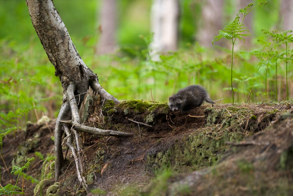 En liten mårhundvalp sitter på en mosekledd rot i en skog og ser mot kameraet. Valpen har mørk ansiktsmaske og er mye mindre enn en voksen.