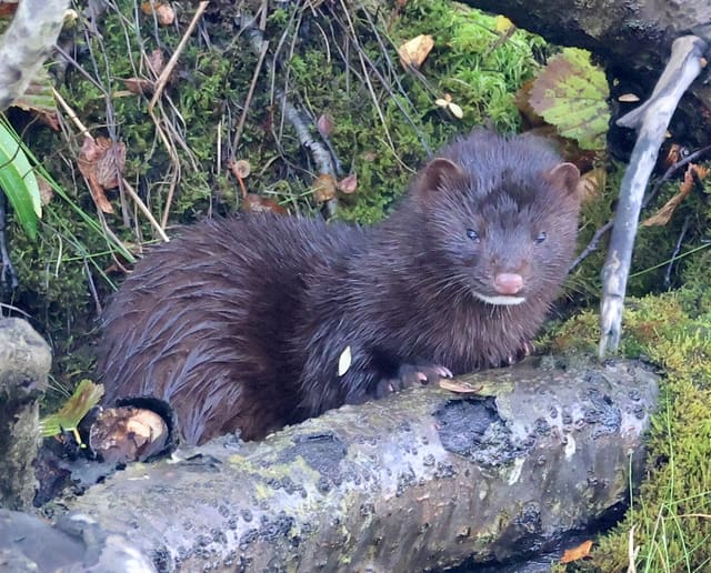 Mink sett forfra på en gammel stokk. Pelsen er tett og mørkebrun, og haken er lys.