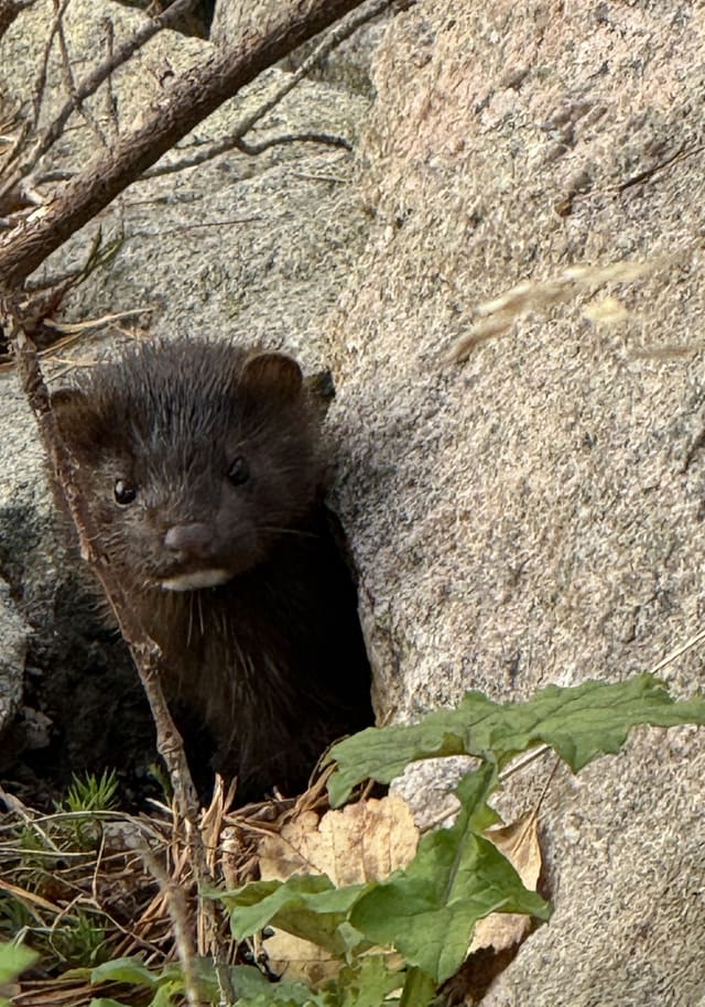 Mink titter ut fra en sprekk i berget omgitt av løv og gress. Ansiktet er mørkt med lys hake.