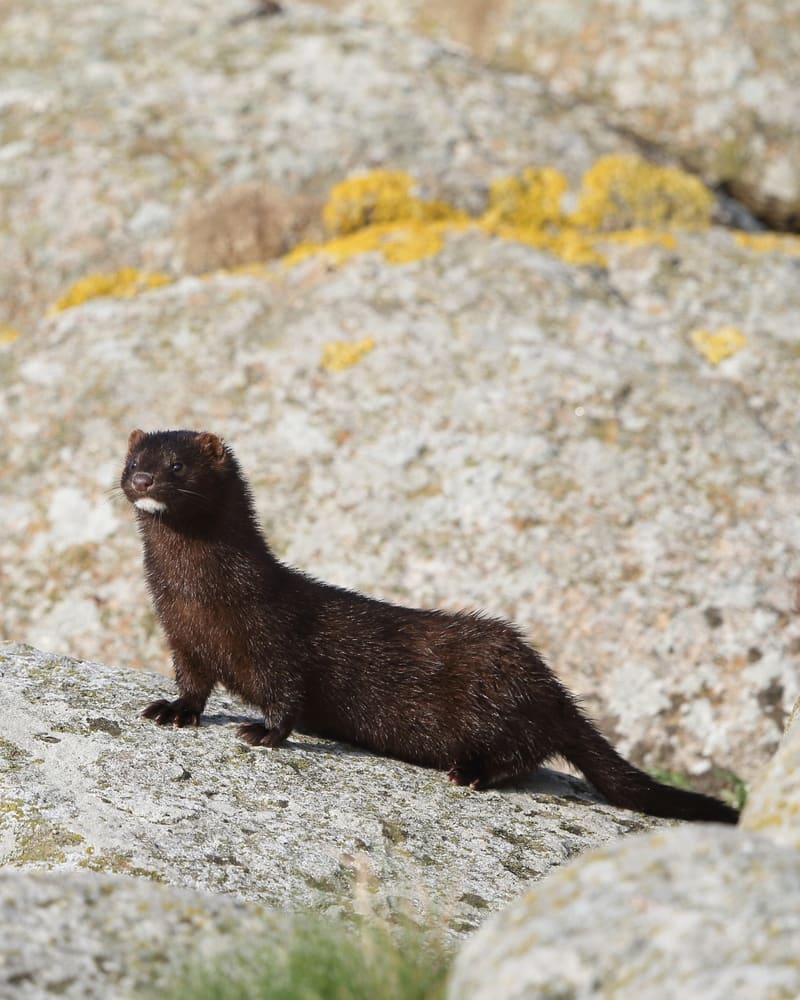 Mørkebrun mink står på et lavt, lavabelagt berg ved kysten og ser mot kameraet. Den er langstrakt med kort hals, hvit flekk på haken og en tykk, mørk hale.