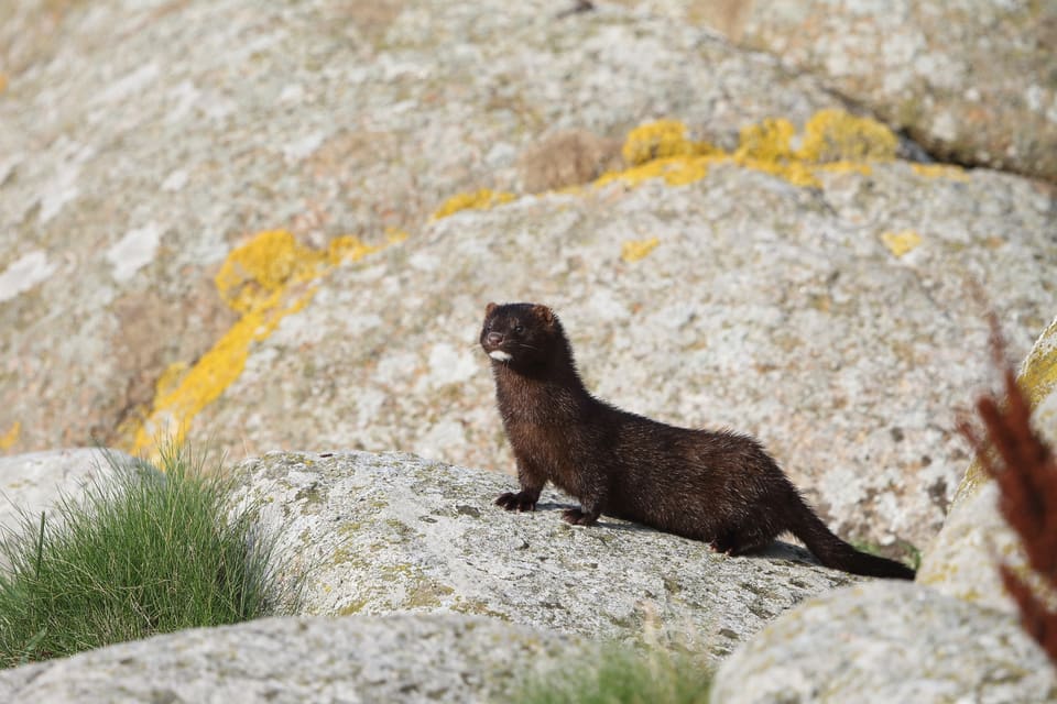 Mørkebrun mink står på et lavt, lavabelagt berg ved kysten og ser mot kameraet. Den er langstrakt med kort hals, hvit flekk på haken og en tykk, mørk hale.