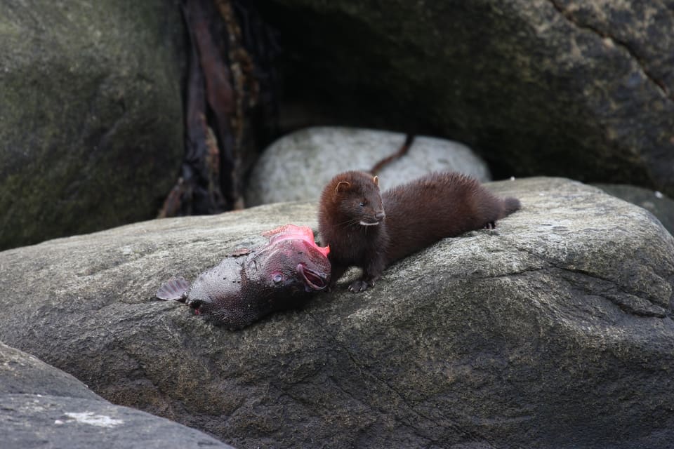 To mink sitter på et berg ved kysten med en rosa merket fisk foran seg. Den ene ser mot kameraet.
