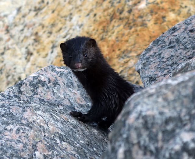 Svart mink titter fram mellom store steiner. Hodet er lite med korte, runde ører og en liten, lys flekk på haken.