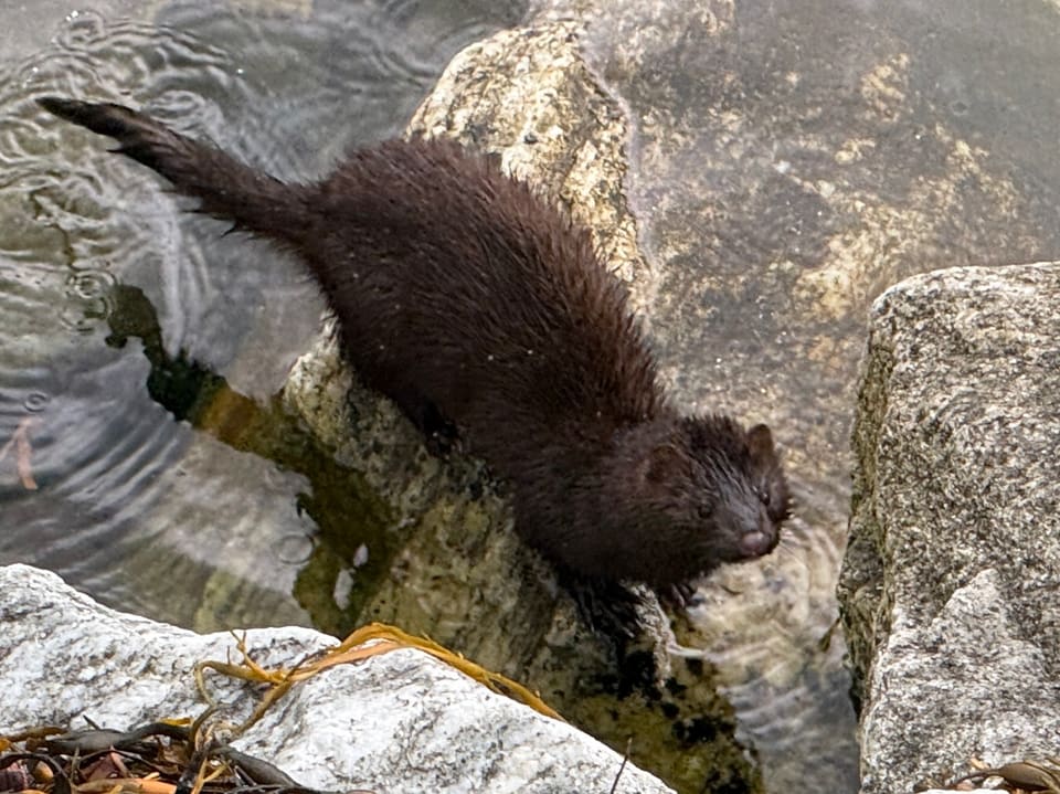 Mørkebrun mink klatrer ned en bergkant mot sjøen. Halen er lang og buskete.
