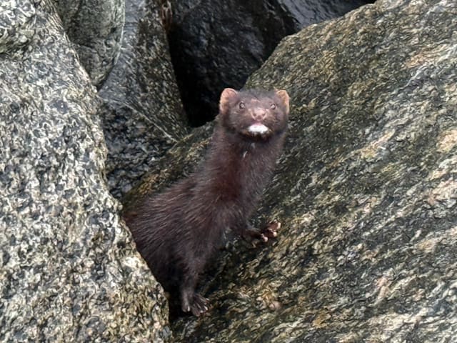 Mink står på bakbena mellom granittblokker. Pelsen er jevnt mørkebrun, hodet lite og flatt, og haken har en tydelig hvit flekk.