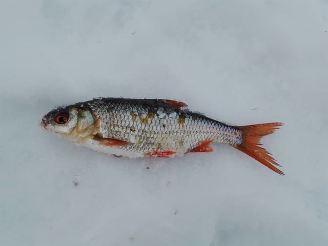 En mort ligger på snø. Rygg og sider er mørke og sølvskinnende, og finnene er rødoransje.