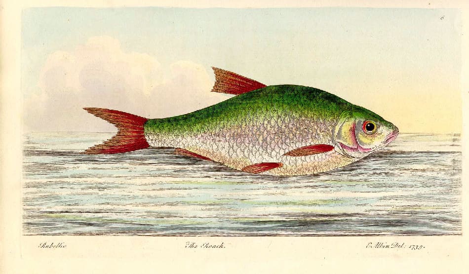 Gammel håndkolorert plansje av en mort. Fisken har grønnlig rygg, sølvskjell og røde finner.