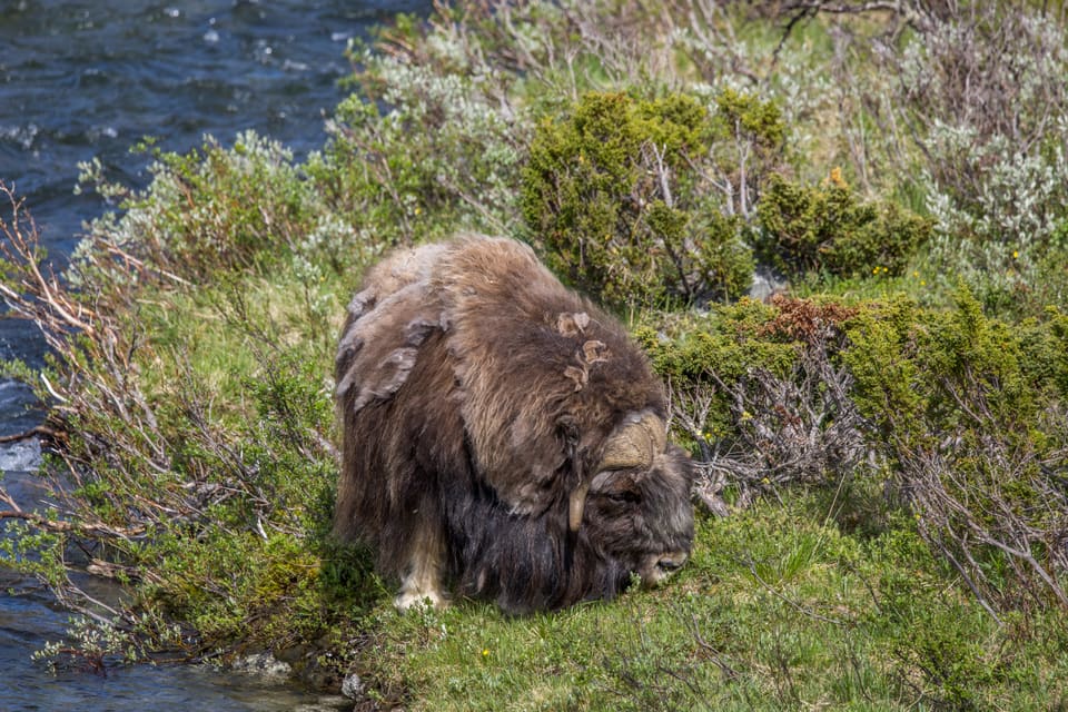 Moskusfe-okse beiter ved en bekk, delvis skjult av vier og gress, med stor, rund ryggpukkel og ullrester som løsner.