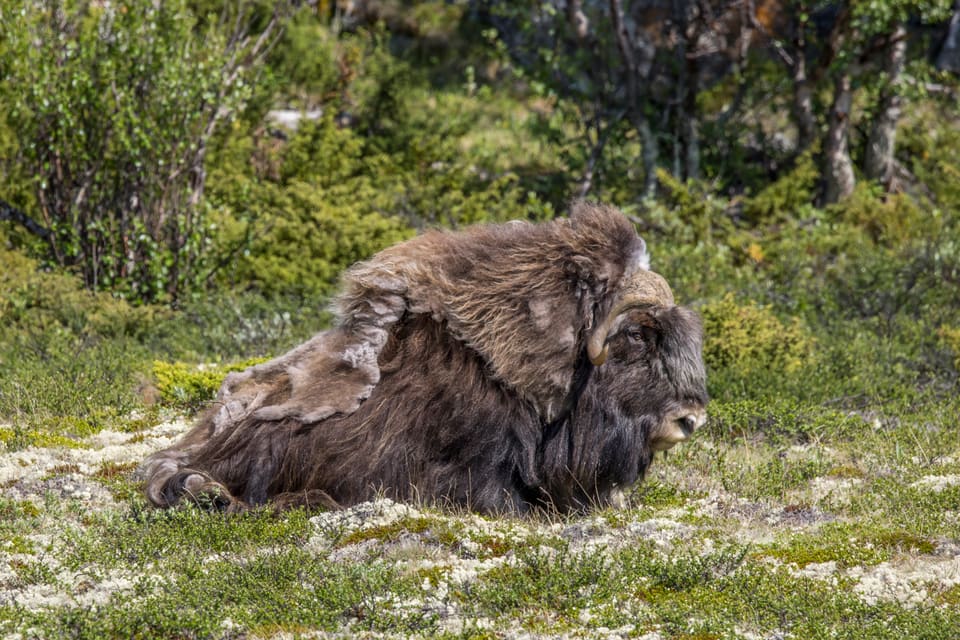 Moskusfe-okse ligger i lav, lavbevokst vegetasjon med ullrester på ryggen og ser mot høyre.