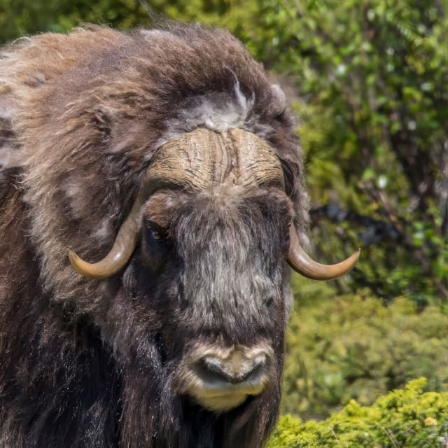 Hodet til en moskusfe-okse forfra, med bred hornbase over pannen, horn som bøyer ned og ut langs kinnene og tykk, mørk pels rundt ansiktet.
