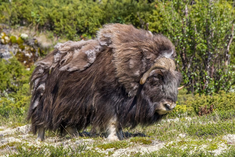 Moskusfe-okse står i lav fjellvegetasjon med langt, mørkebrunt pelsdekke som henger ned til beina og løse tuster av vinterull som løsner på ryggen, og med hornene bøyd ned langs hodet.