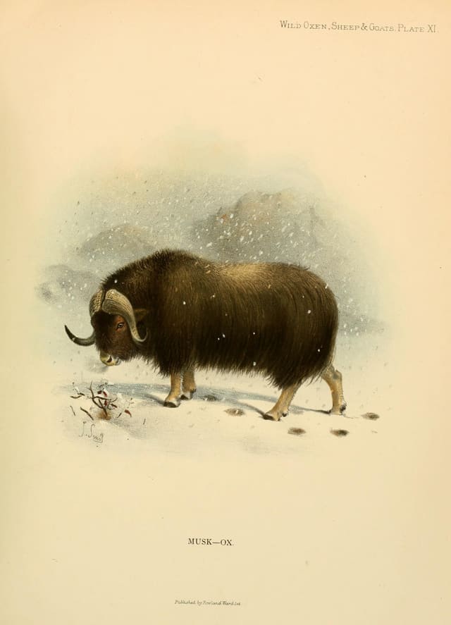 Fargelagt plansje av en moskusfe i snøvær, sett fra siden, med langt pels, hornene bøyd ned og sporene sine i snøen.